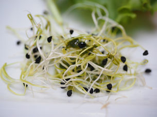 Quelles graines de plantes sauvages peut-on faire germer pour notre alimentation ? Et leurs bienfaits