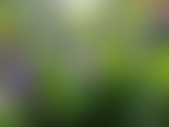 la violette – douceur et système respiratoire