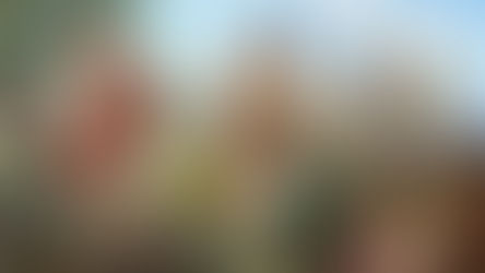 The tree of our heart