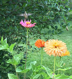 153 West Vernon Street