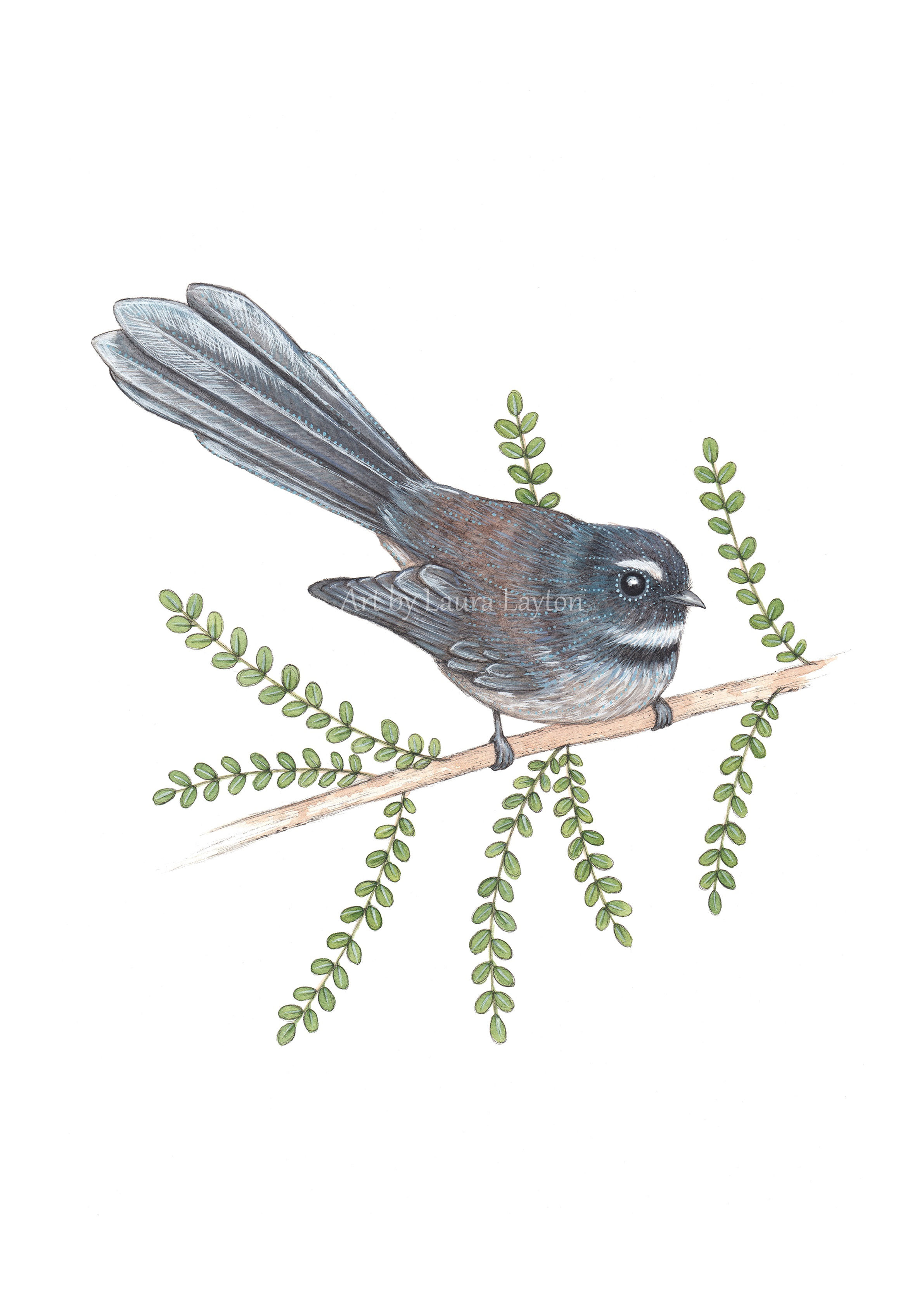 Fantail & Kowhai Leaves - Art Print