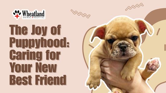The Joy of Puppyhood: Caring for Your New Best Friend