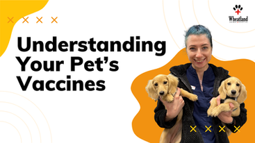 Understanding Your Pet’s Vaccines