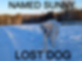 DOG STILL MISSING | JANUARY 22ND 2023