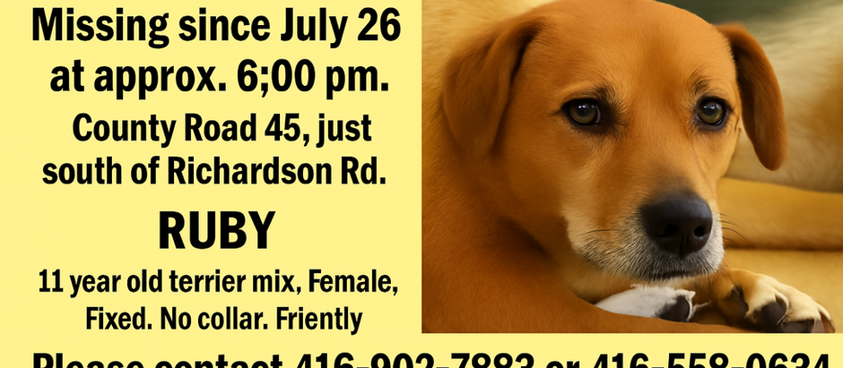 🐾 Missing Dog Alert: Hastings Family Desperately Searching for Beloved Pet