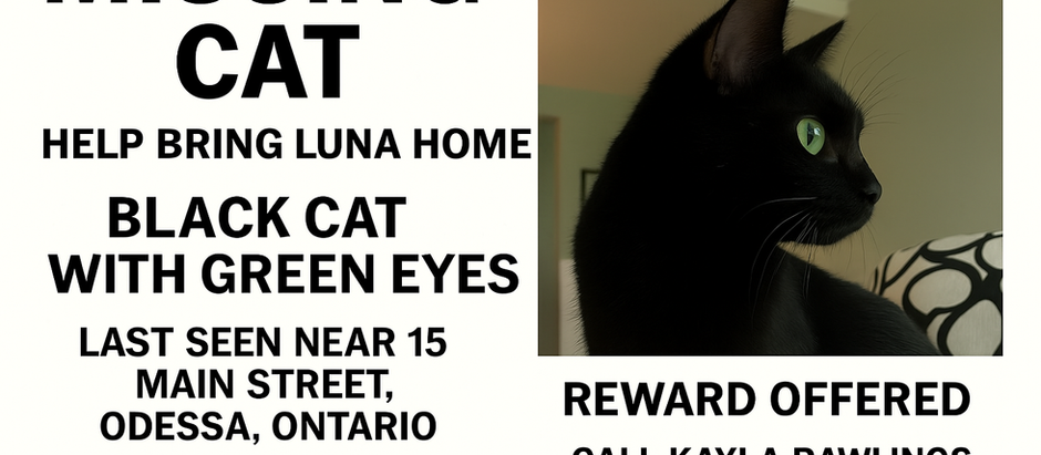 Missing Cat in Odessa: Help Bring Luna Home