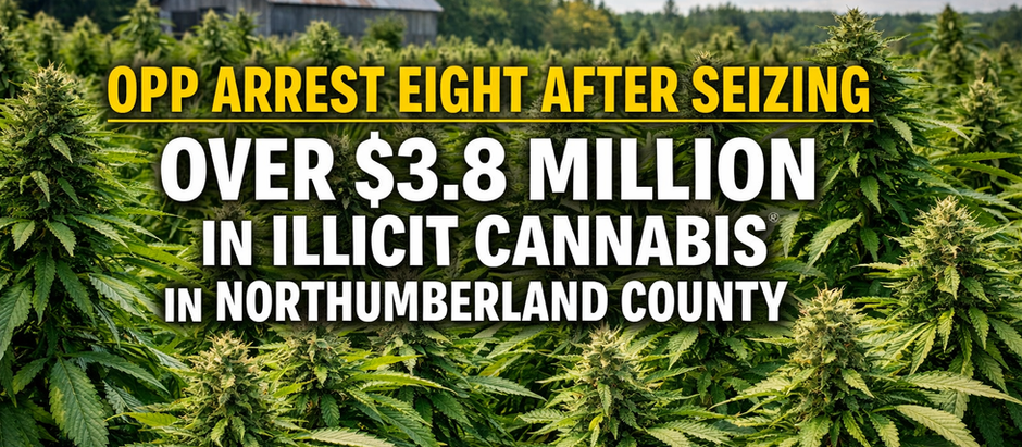 OPP Arrest Eight After Seizing Over $3.8 Million in Illicit Cannabis in Northumberland County