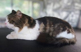 Cat Grooming Purrfection De-shed