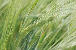 les-champs-de-mais_2570793