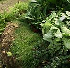 Lush Garden