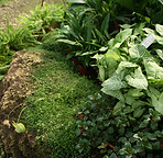 Lush Garden 