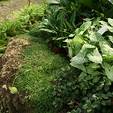 Lush Garden 