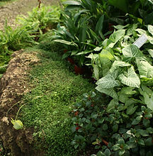 Lush Garden