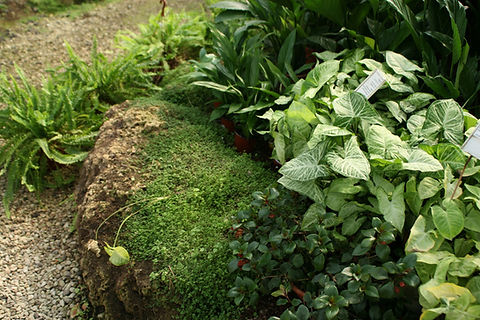 Lush Garden