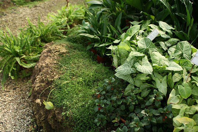 Lush Garden