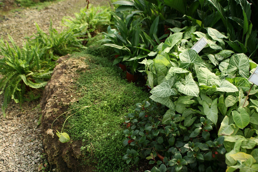Lush Garden