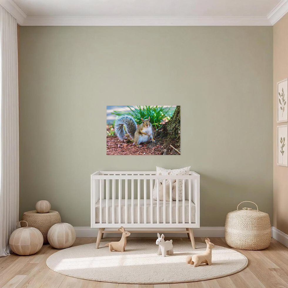 Thumbnail: Curious Squirrel Portrait - Woodland Nature Photography Print