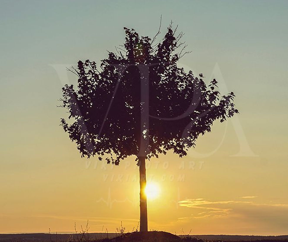 Thumbnail: Golden Sun & Silhouette Tree - Vertical Nature Photography Print