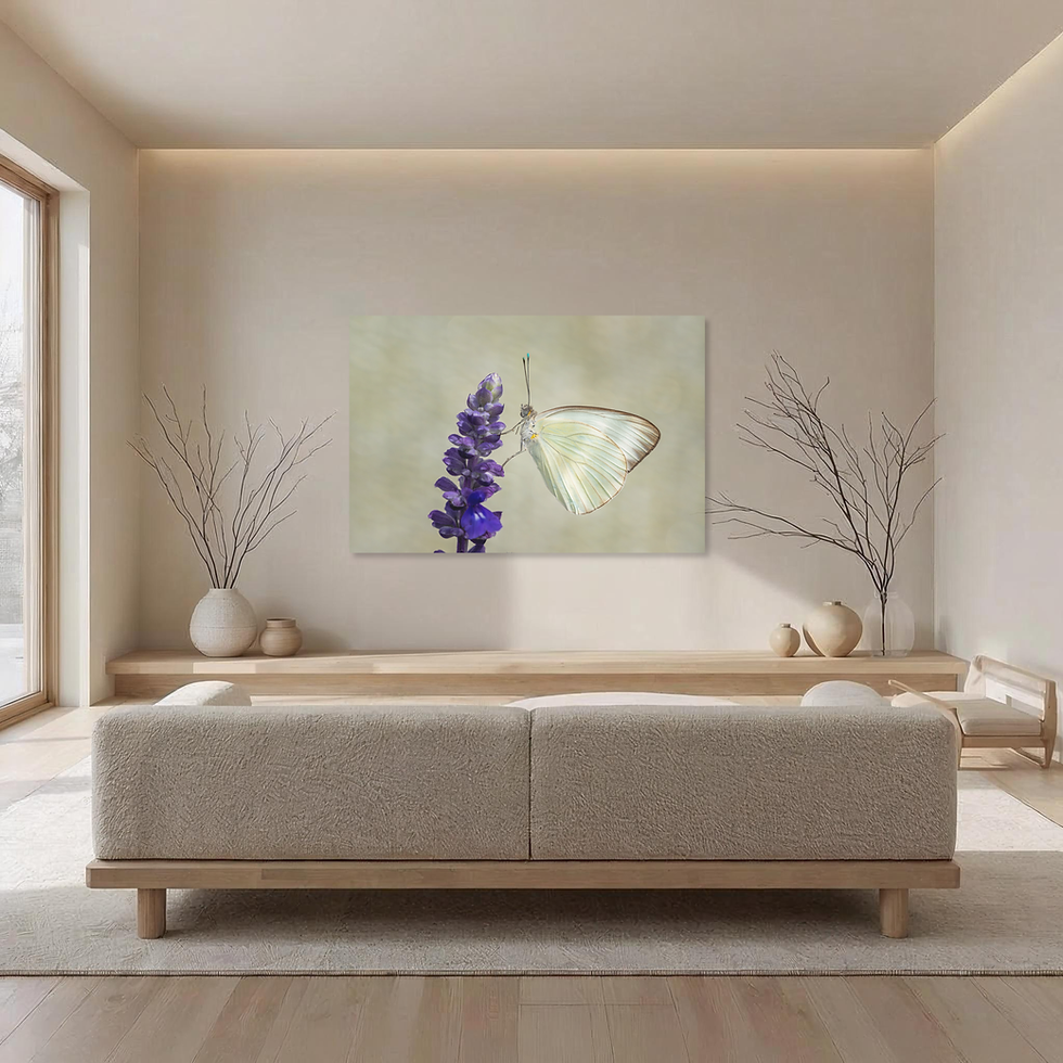 Thumbnail: White Butterfly on Salvia - Minimalist Nature Photography Print