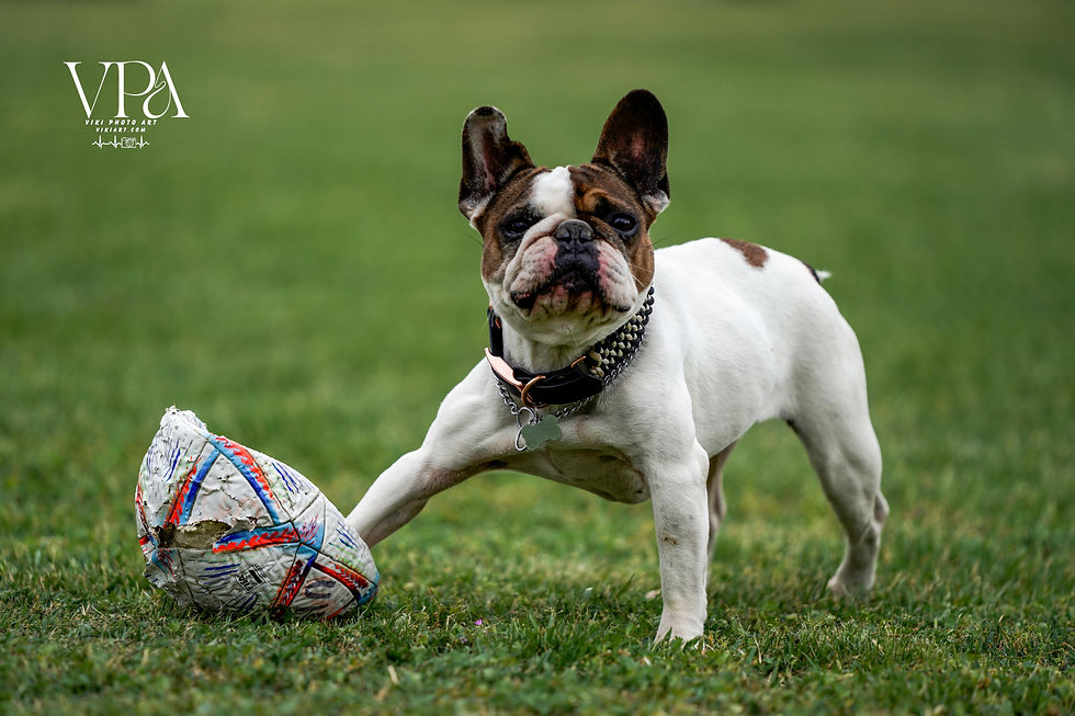 Játék közben elkapott pillanat