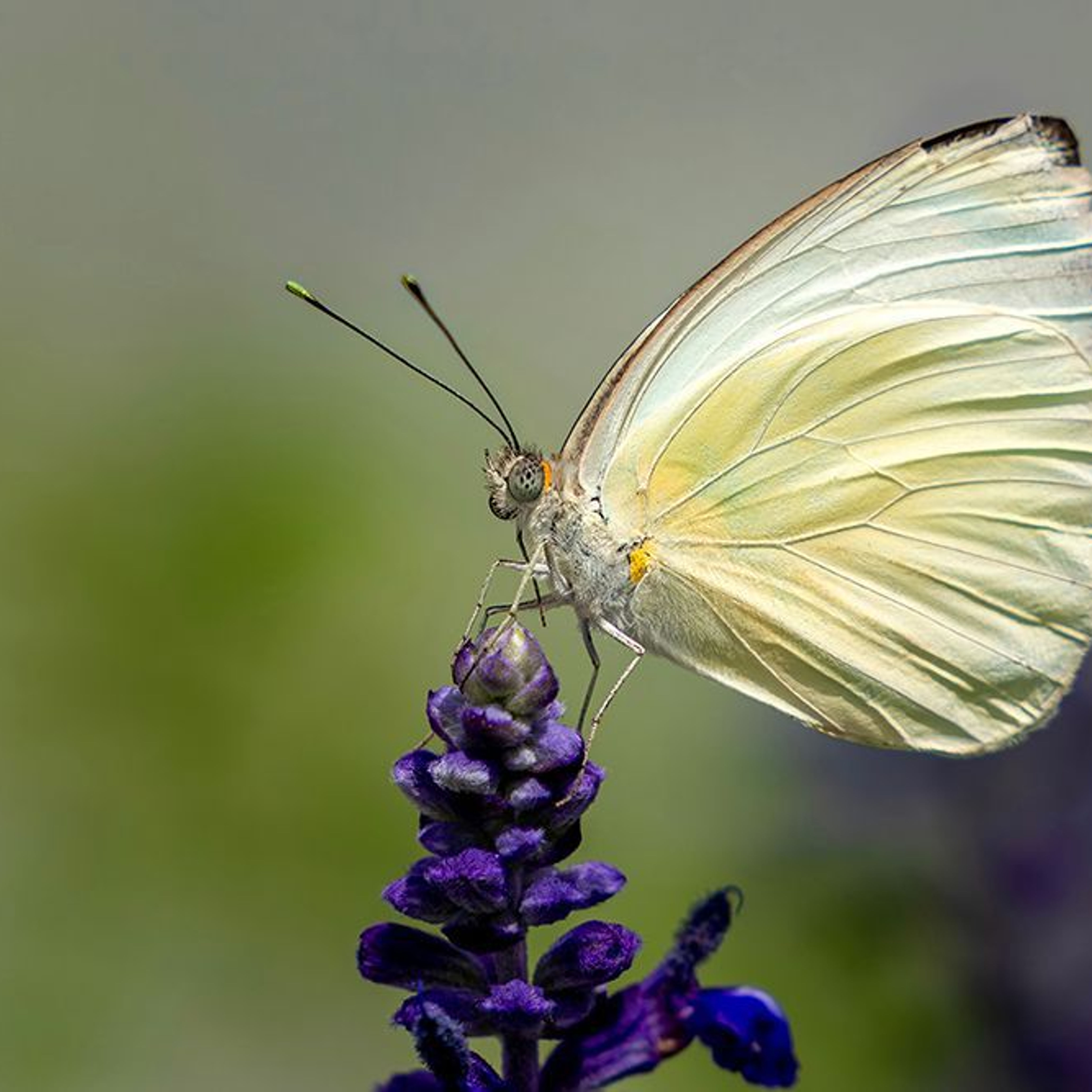 Delicate White Butterfly - Macro Nature Photography Print
