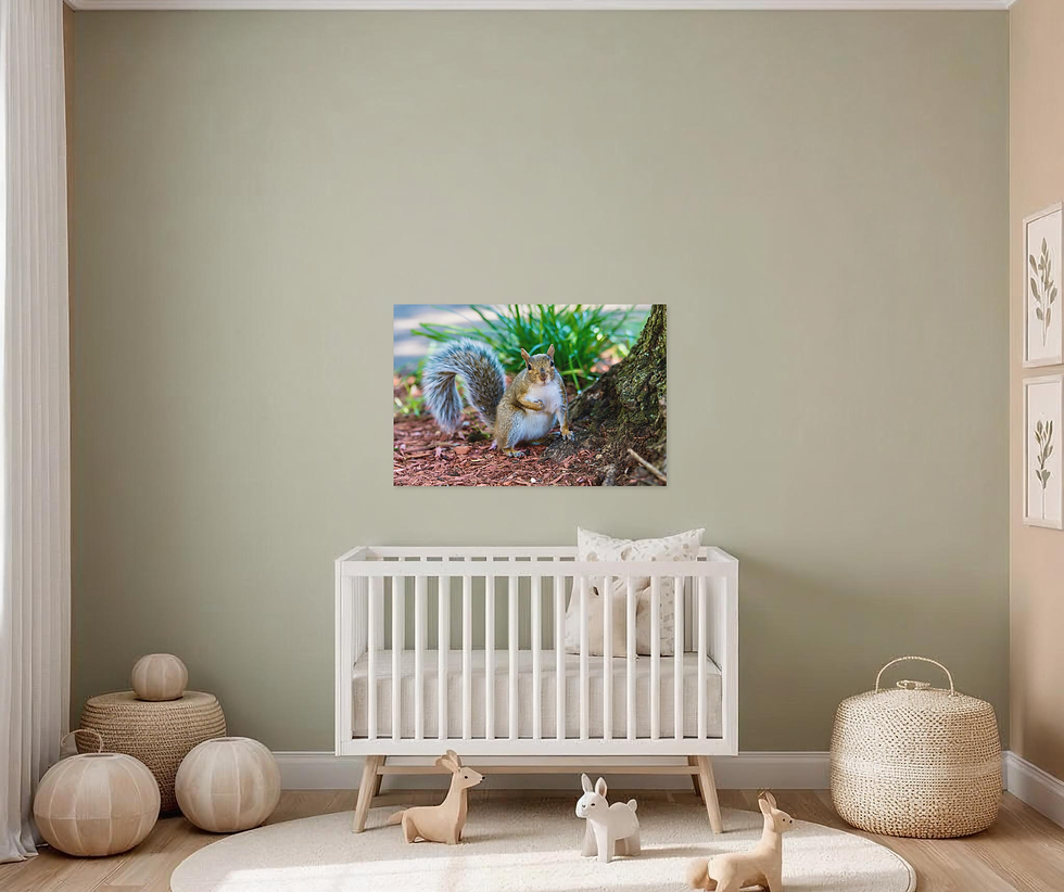Thumbnail: Curious Squirrel Portrait - Woodland Nature Photography Print