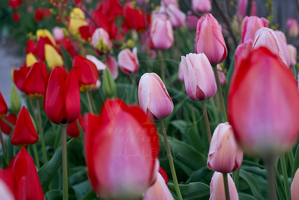 Thumbnail: Spring Tulip Garden - Vibrant Colorful Flower Photography Print