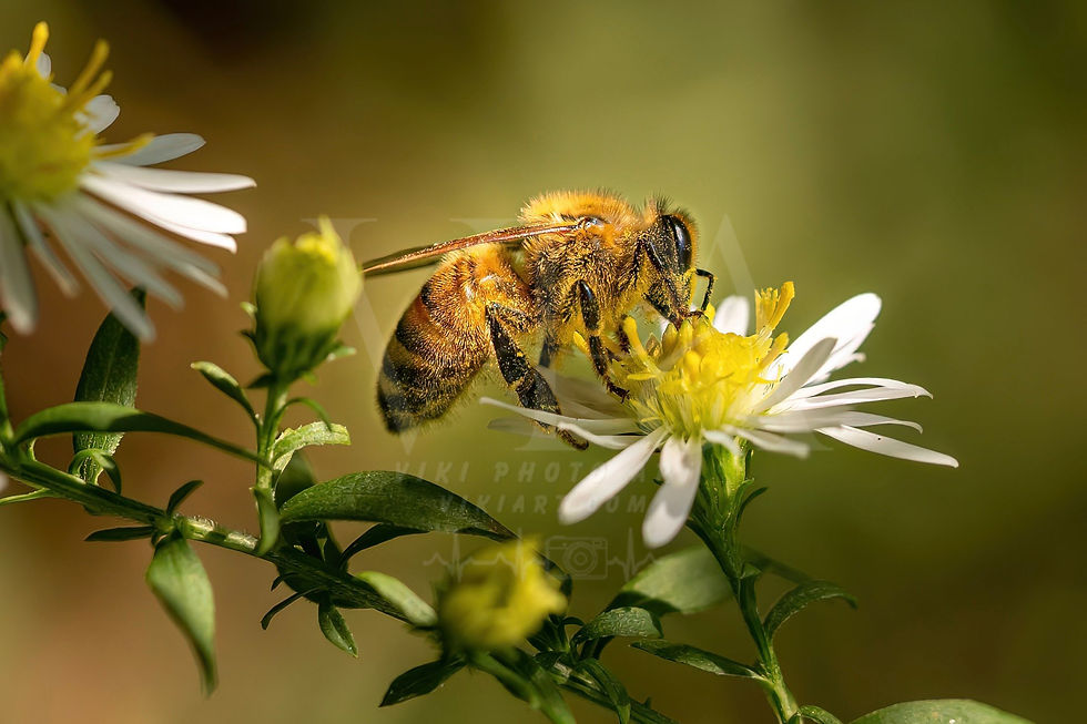 Indexkép: Golden Honeybee on White Daisy - Macro Pollinator Photography Print