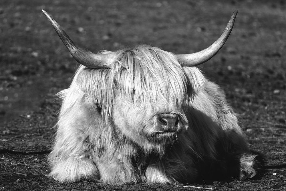 Highland Cow Portrait - Rustic Black & White Nature Photography Print