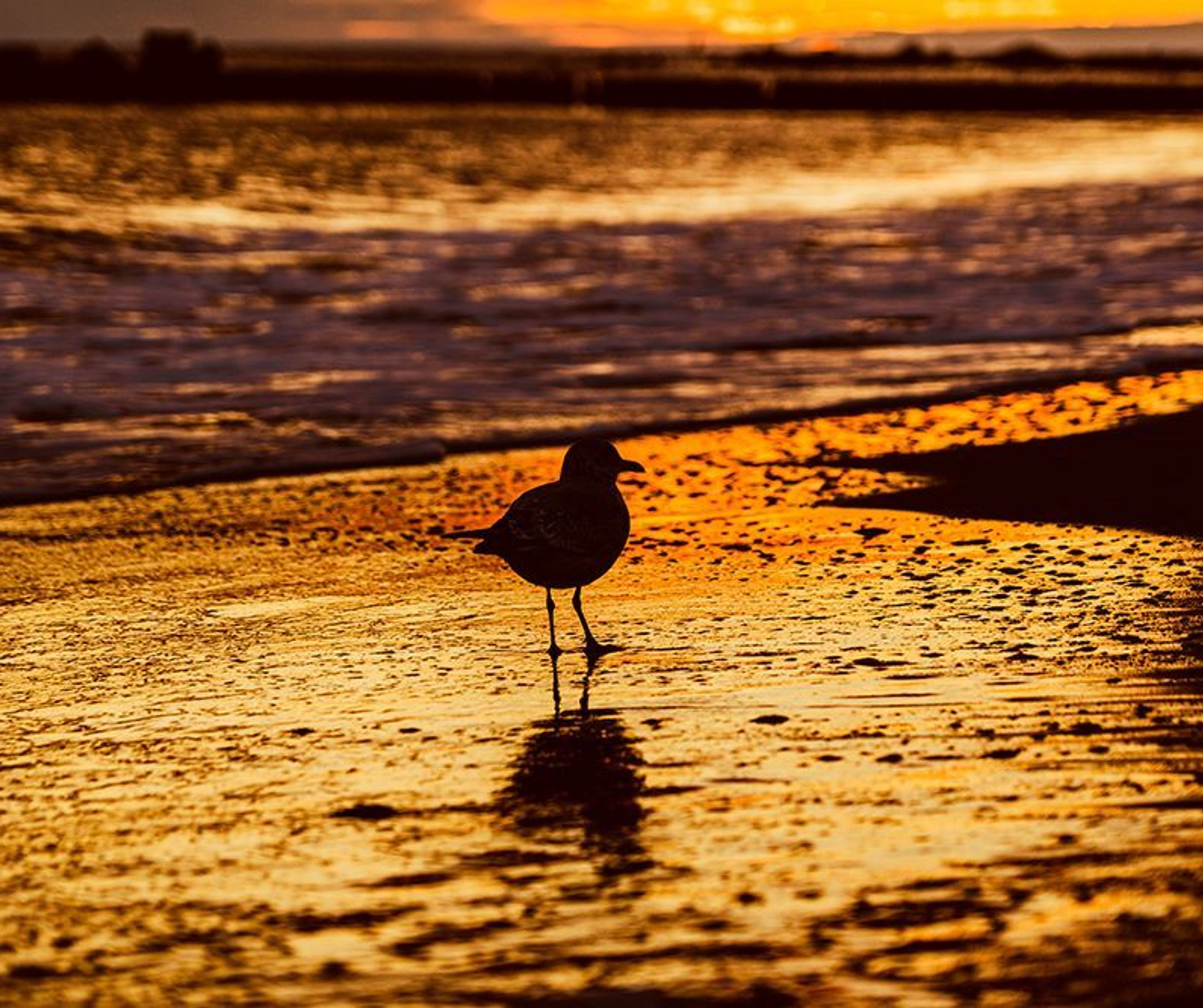 Golden Reflections - Seagull Silhouette at Sunset Beach Photography Print