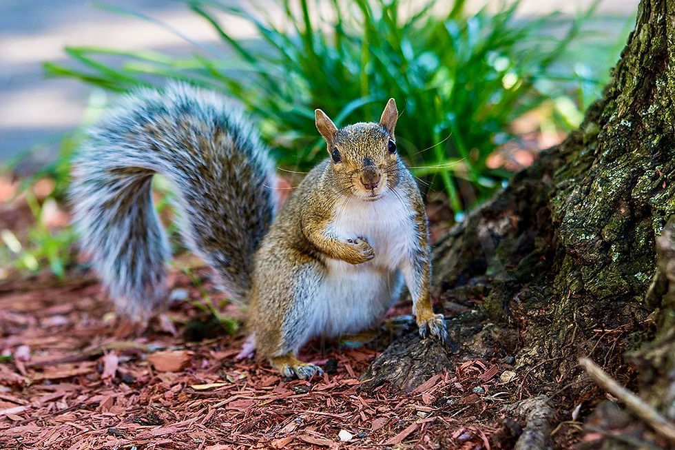 Indexkép: Curious Squirrel Portrait - Woodland Nature Photography Print