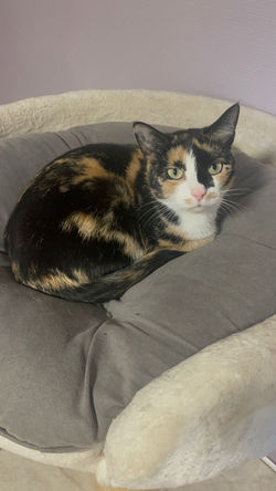 Katzenpension FellLIEBE