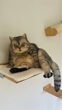 Katzenpension FellLIEBE