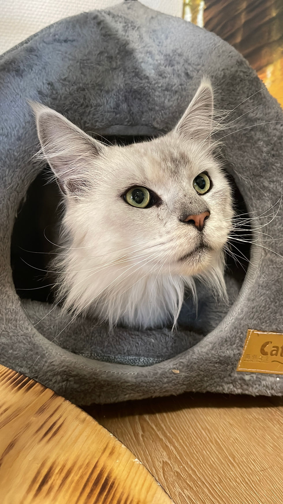 Katzenpension FellLIEBE