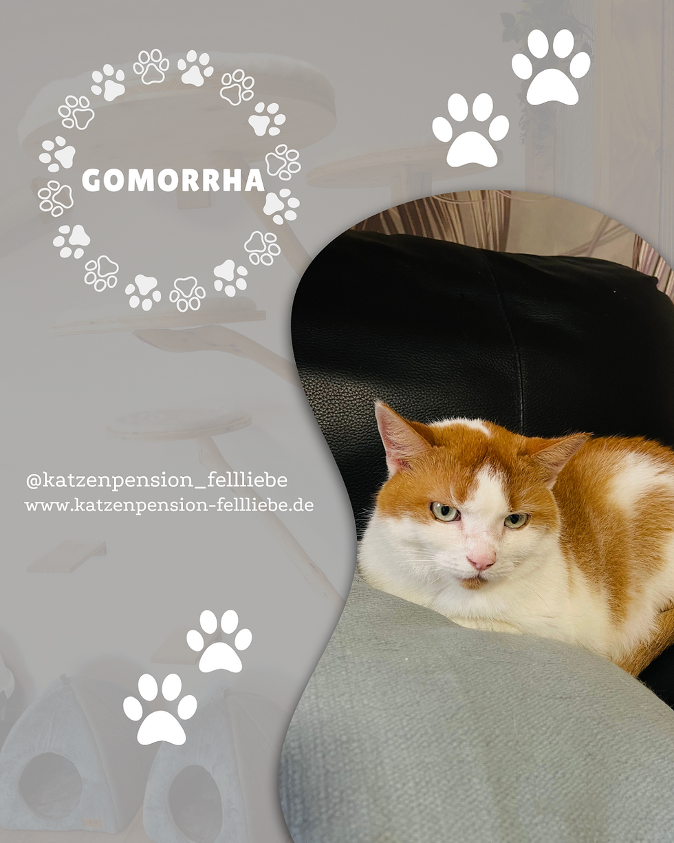 Gomorrha