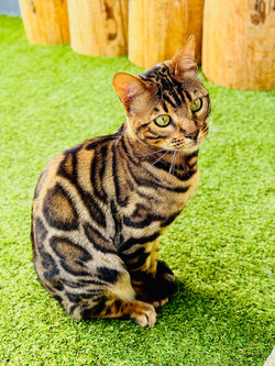 Katzenpension FellLIEBE