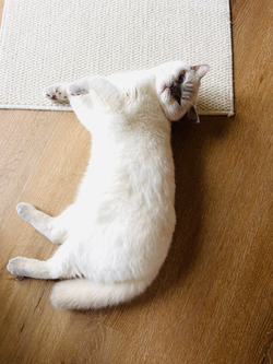 Katzenpension FellLIEBE