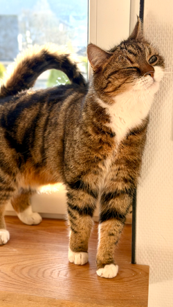 Katzenpension FellLIEBE