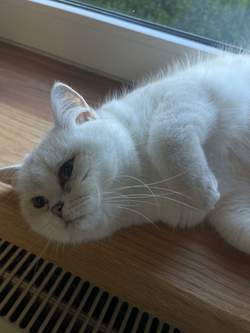 Katzenpension FellLIEBE