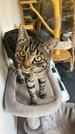 Katzenpension FellLIEBE