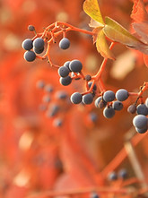 Fruits in Bloom