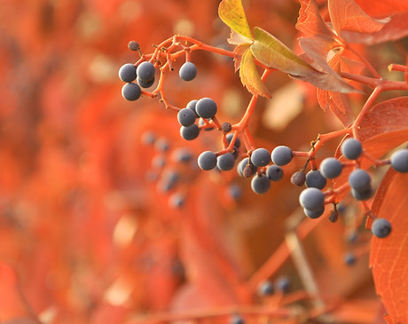 Blue Berries Close-Up