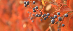 Fruits in Bloom