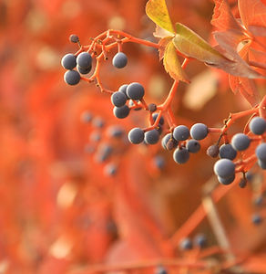 Fruits in Bloom