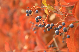 Fruits in Bloom