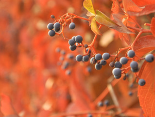 5 Ways to Prepare for Beautiful Summer Plants this Fall