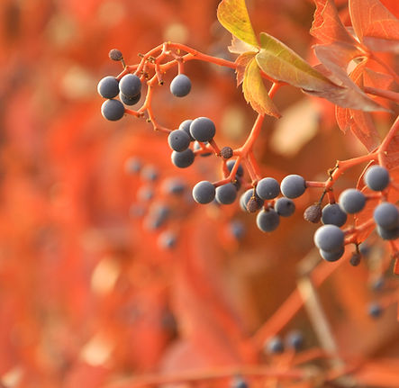 Blue Berries Close-Up