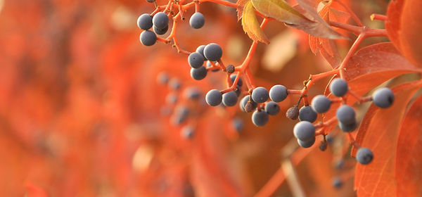 Fruits in Bloom