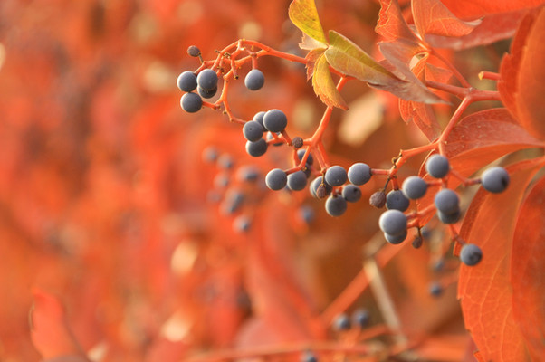 Fruits in Bloom