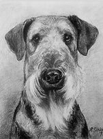 Drawing of Airedale Terrier